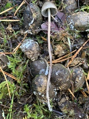 Protostropharia alcis