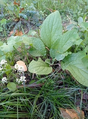 Borago officinalis