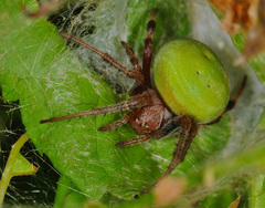 Araneus lathyrinus
