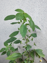 Acalypha australis