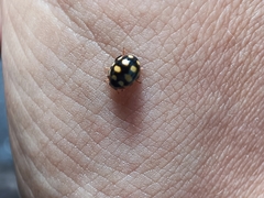 Coccinula quatuordecimpustulata