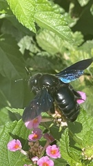 Xylocopa violacea