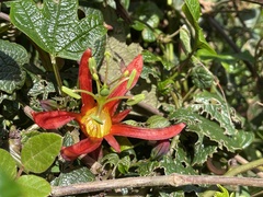 Passiflora cinnabarina