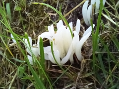 Clavaria fragilis