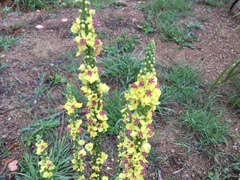 Verbascum nigrum
