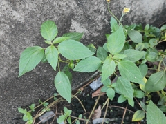 Acalypha australis