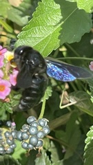 Xylocopa violacea