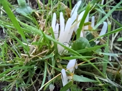 Clavaria fragilis