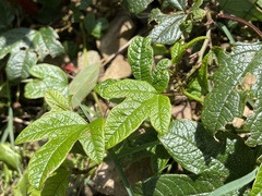 Passiflora cinnabarina