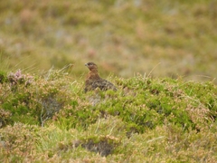 Lagopus lagopus scotica