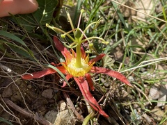 Passiflora cinnabarina