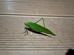 Tettigonioidea