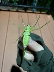 Tettigonioidea
