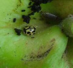 Propylea quatuordecimpunctata