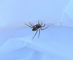 Oxyopes heterophthalmus