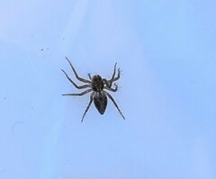 Oxyopes heterophthalmus