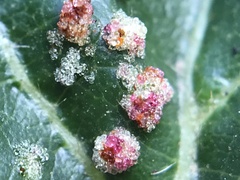 Acalitus brevitarsus