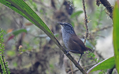 Munchique Wood Wren (Henicorhina negreti)