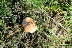 Inocybe