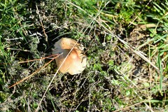 Inocybe