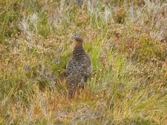 Lagopus lagopus scotica