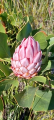 Protea cynaroides