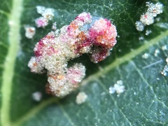 Acalitus brevitarsus