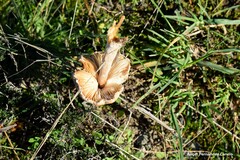 Inocybe