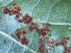 Acalitus brevitarsus