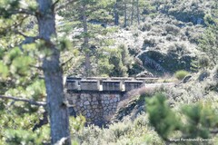 Pinus nigra