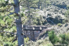 Pinus nigra