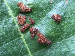 Acalitus brevitarsus