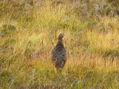Lagopus lagopus scotica