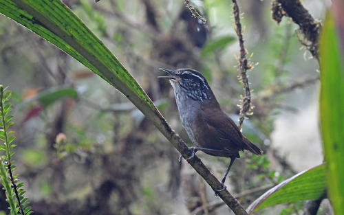 Munchique Wood Wren (Henicorhina negreti), photo 8