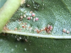 Acalitus brevitarsus