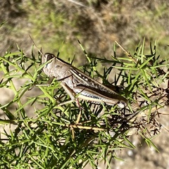 Eyprepocnemis plorans