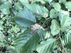 Acalitus brevitarsus