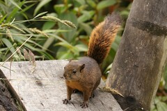 Sciurus granatensis