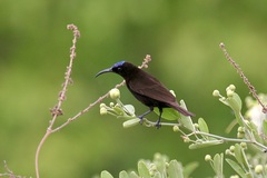 Chalcomitra amethystina