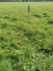 Phleum pratense