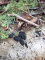 Jackrogersella multiformis