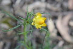 Xerochrysum viscosum