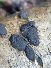 Jackrogersella multiformis