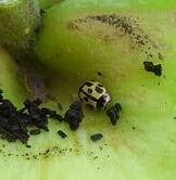 Propylea quatuordecimpunctata