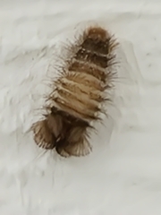 Anthrenus verbasci
