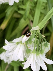 Peltoschema tetraspilotum