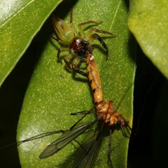Nephrotoma australasiae