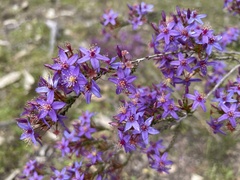 Calytrix leschenaultii