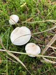 Cystoderma carcharias