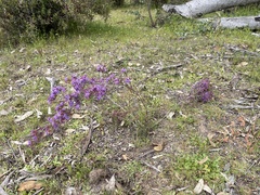 Calytrix leschenaultii